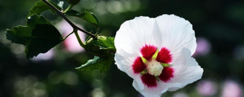 木槿花叶子蔫了有救吗（木槿花叶子蔫了有救吗怎么养）