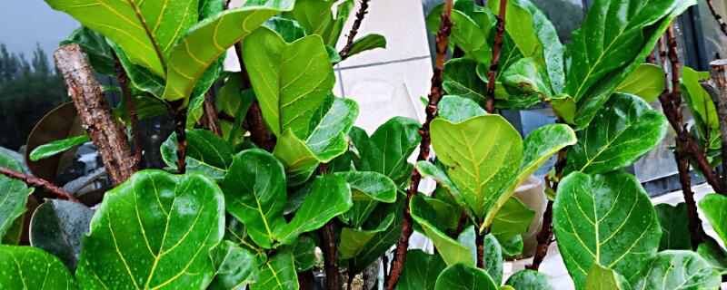 琴叶榕怎样叶插 琴叶榕叶插只长根不发芽原因
