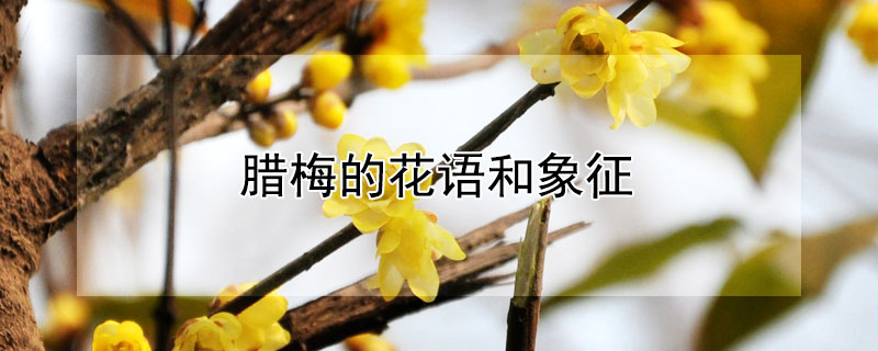 腊梅的花语和象征 腊梅花花语及传说