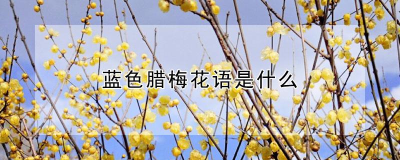 蓝色腊梅花语是什么（蓝色腊梅的寓意和象征风水）
