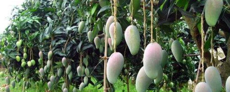 芒果盆栽怎么过冬 芒果盆栽怎么过冬视频