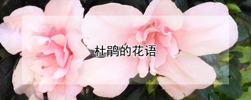 杜鹃的花语 杜鹃的花语和寓意