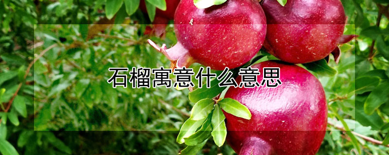 石榴寓意什么意思（石榴的寓意是什么意思）