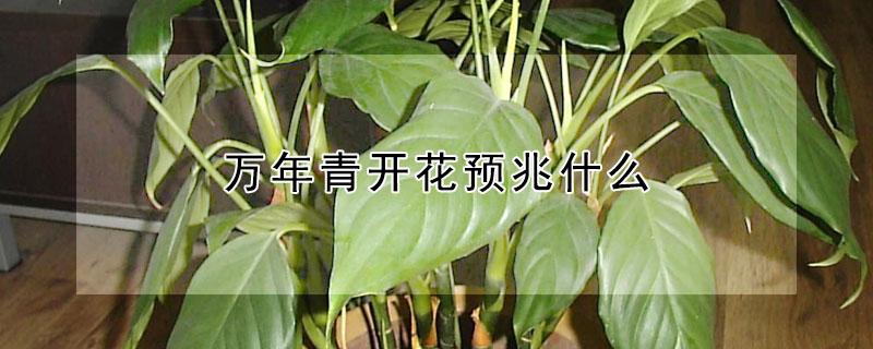万年青开花预兆什么 万年青开花预兆什么万年青开花句子