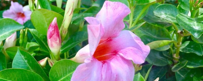 盆栽飘香藤怎么搭花架（盆栽飘香藤怎么搭花架好看）