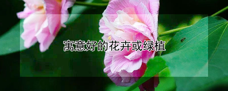 寓意好的花卉或绿植（寓意好的花卉或绿植图片）