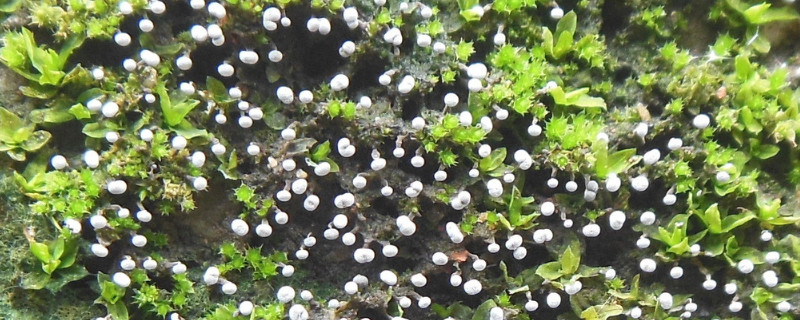 野生苔藓的种植方法 野生苔藓的种植方法视频