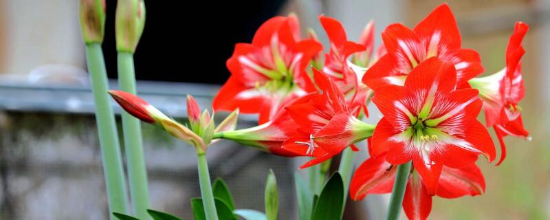 对红花什么时候换盆（对红花什么时候换土）