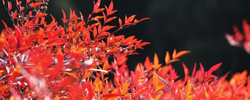 南天竹的养殖方法 水培南天竹的养殖方法