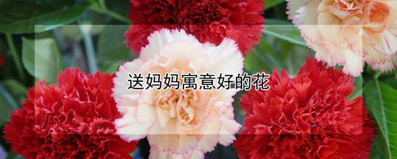 送妈妈寓意好的花（送妈妈寓意好的花图片）
