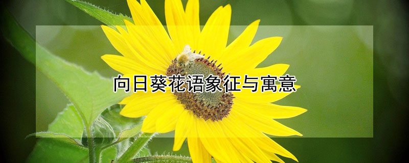 向日葵花语象征与寓意 向日葵花语象征与寓意我的眼里常含泪水