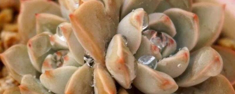 多肉里面有蚂蚁要用什么药（多肉里的蚂蚁怎么祛除）