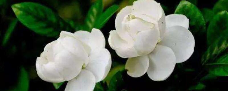 栀子花土壤要求 栀子花用营养土必死