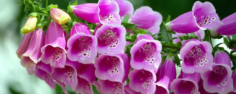 铃铛花怎么繁殖 铃铛花怎么繁殖后代