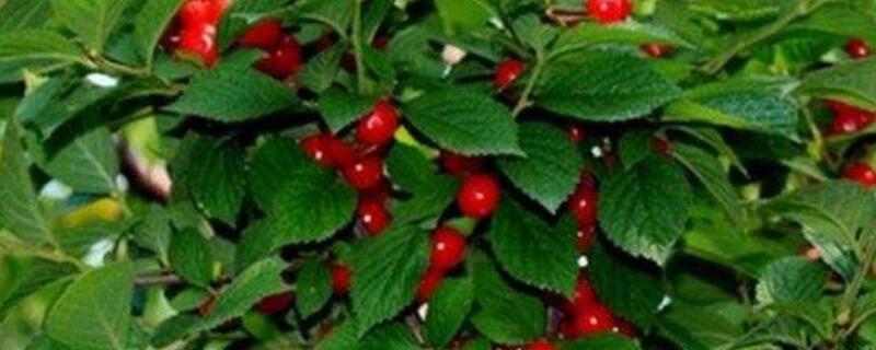 车厘子在北方能种植吗 车厘子在北方能种植吗视频