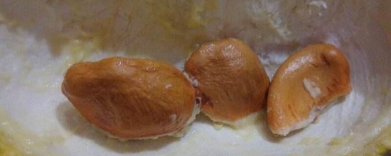 榴莲核能种出榴莲吗 自己吃的榴莲核能种出榴莲吗