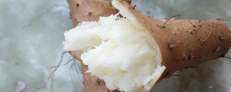 山药怎么水养（山药怎么浇水）