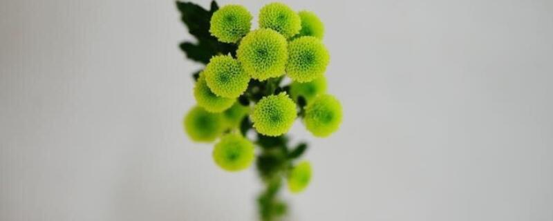 盆栽菊花纽扣菊怎么养（盆栽菊花纽扣菊怎么养护）