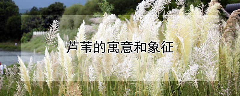 芦苇的寓意和象征 芦苇的寓意和象征爱情是什么