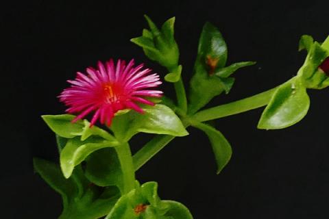 心叶日中花繁殖方法