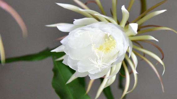 昙花怎么修剪（昙花怎么修剪才利于开花图片）