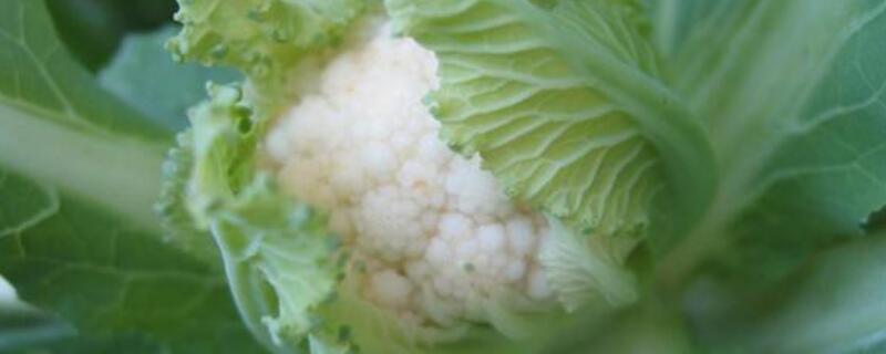菜花黄了还能吃吗 菜花黄了还能吃吗会不会有毒
