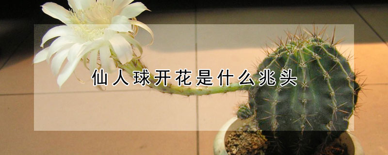 仙人球开花是什么兆头 仙人球开花是什么兆头寓意和象征