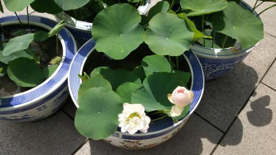 碗莲怎么种（碗莲怎么种植水培）