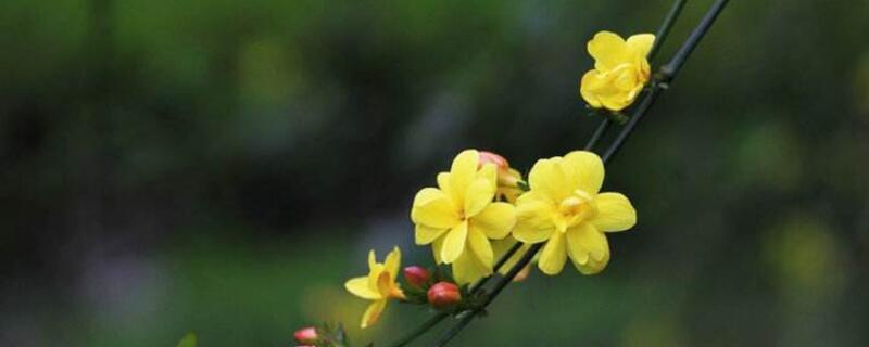 迎春花的生长变化过程（迎春花的生长变化过程作文）