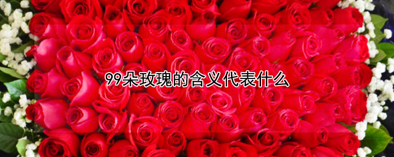 99朵玫瑰的含义代表什么（99朵玫瑰的含义代表什么友谊）