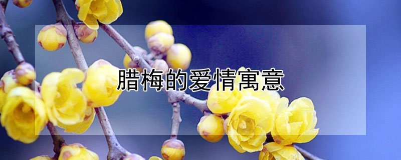 腊梅的爱情寓意 腊梅的爱情寓意发朋友圈