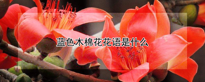 蓝色木棉花花语是什么 蓝色木槿花图片大全