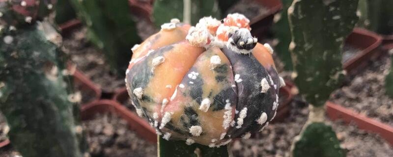 刚种的星兜多久能浇水 刚种的星兜多久能浇水啊