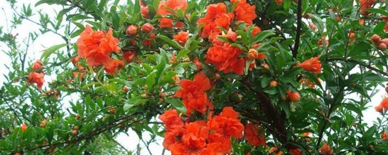 石榴树花期怎么管理（石榴树花期怎么管理视频教学）