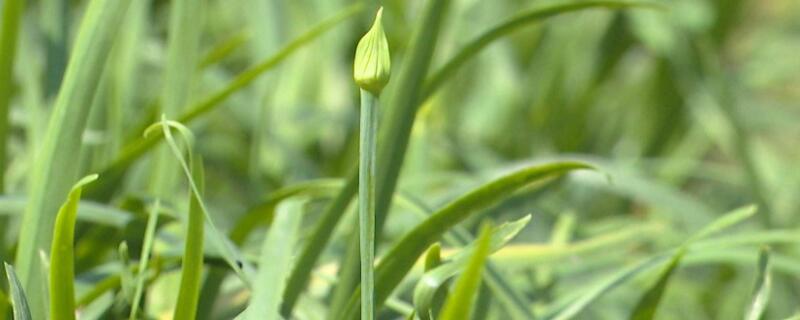 韭菜多长时间出苗（韭菜多长时间出苗啊）