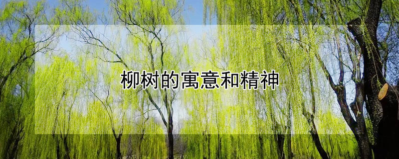 柳树的寓意和精神（柳树的含义和象征意义）