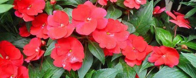 凤仙花怎么摘心（凤仙花怎么摘心好看）