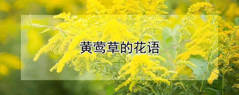 黄莺草的花语 黄莺草的花语和寓意
