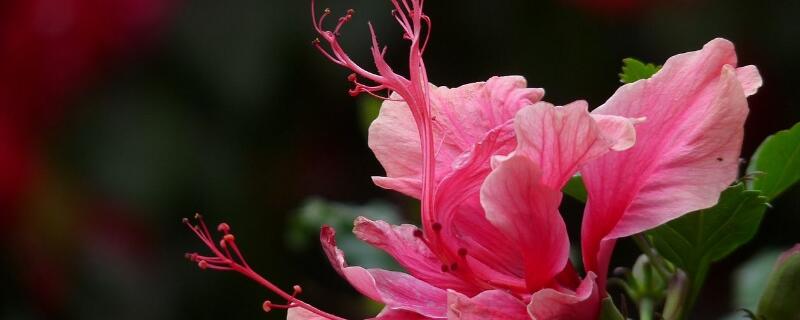 扶桑花怎么浇水 扶桑花浇水方法