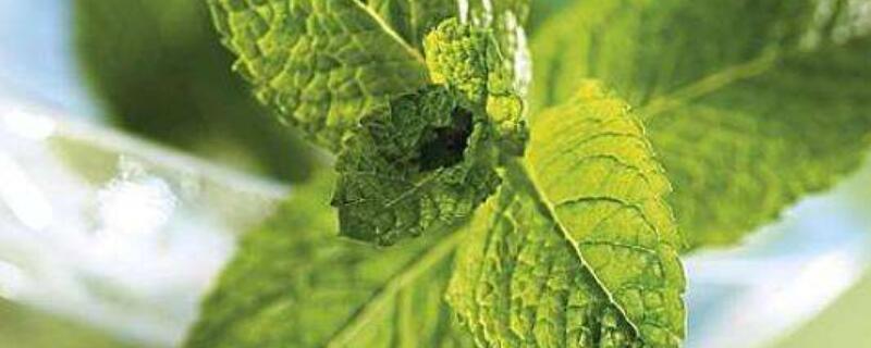 薄荷水养还是土养长得比较快 薄荷水栽还是土栽好