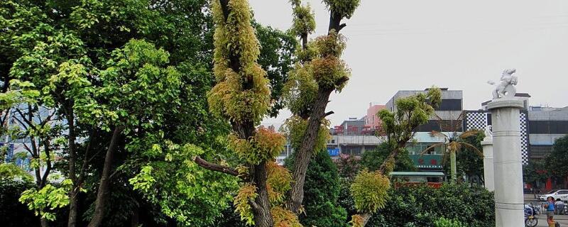 香樟树怎么栽才能栽活（香樟树的栽法）