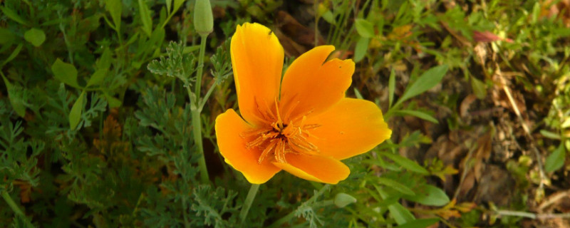 花菱草种子怎么种 花菱草种子怎么种的