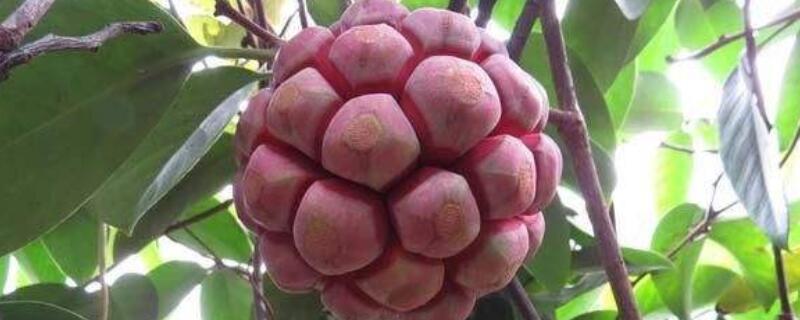 黑老虎的育苗技术 黑老虎育苗技术视频