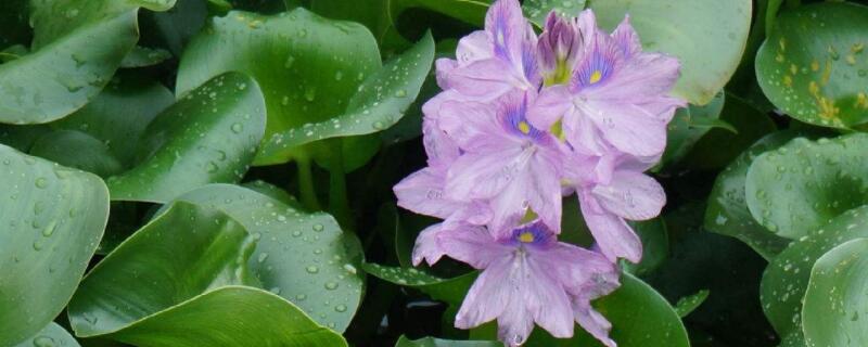 水葫芦发黄枯萎 水葫芦发黄枯萎还能活吗