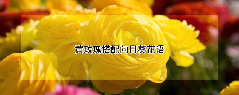 黄玫瑰搭配向日葵花语 黄玫瑰搭配向日葵花语寄语