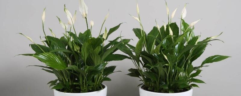 白鹤芋如何修剪 白鹤芋修剪视频