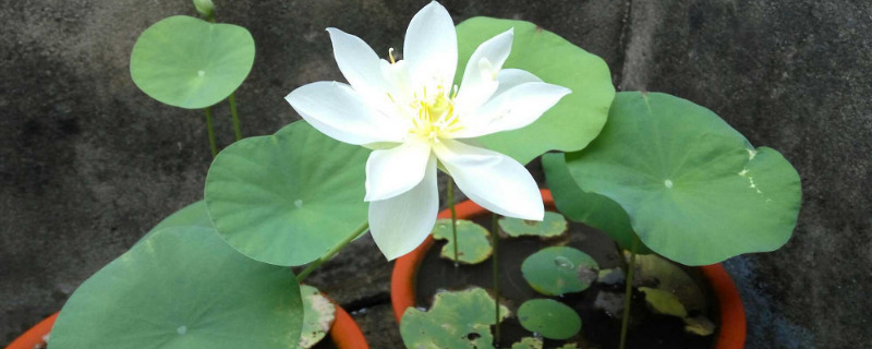 碗莲入土后怎么换水（碗莲入土后怎么换水呢）