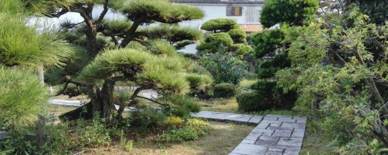 顶级五针松品种（五针松最高贵品）