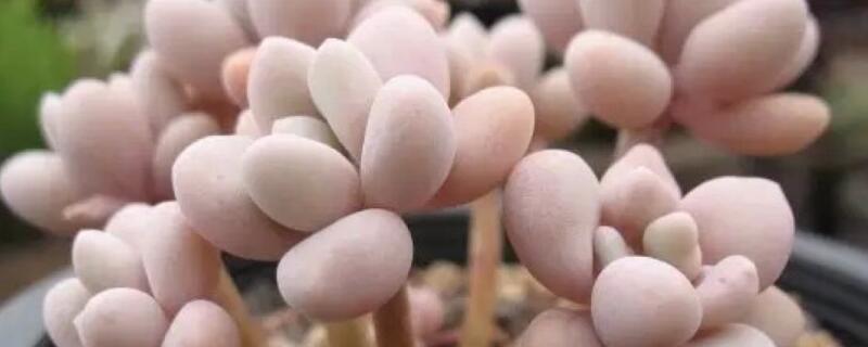 桃蛋怎么变绿了（桃蛋变绿怎么让它变回粉色）