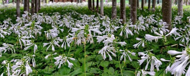 玉簪花怎样种植 玉簪花如何种植